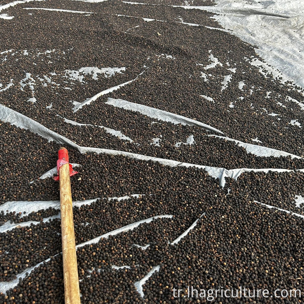Kuru karabiber Dry Black Pepper